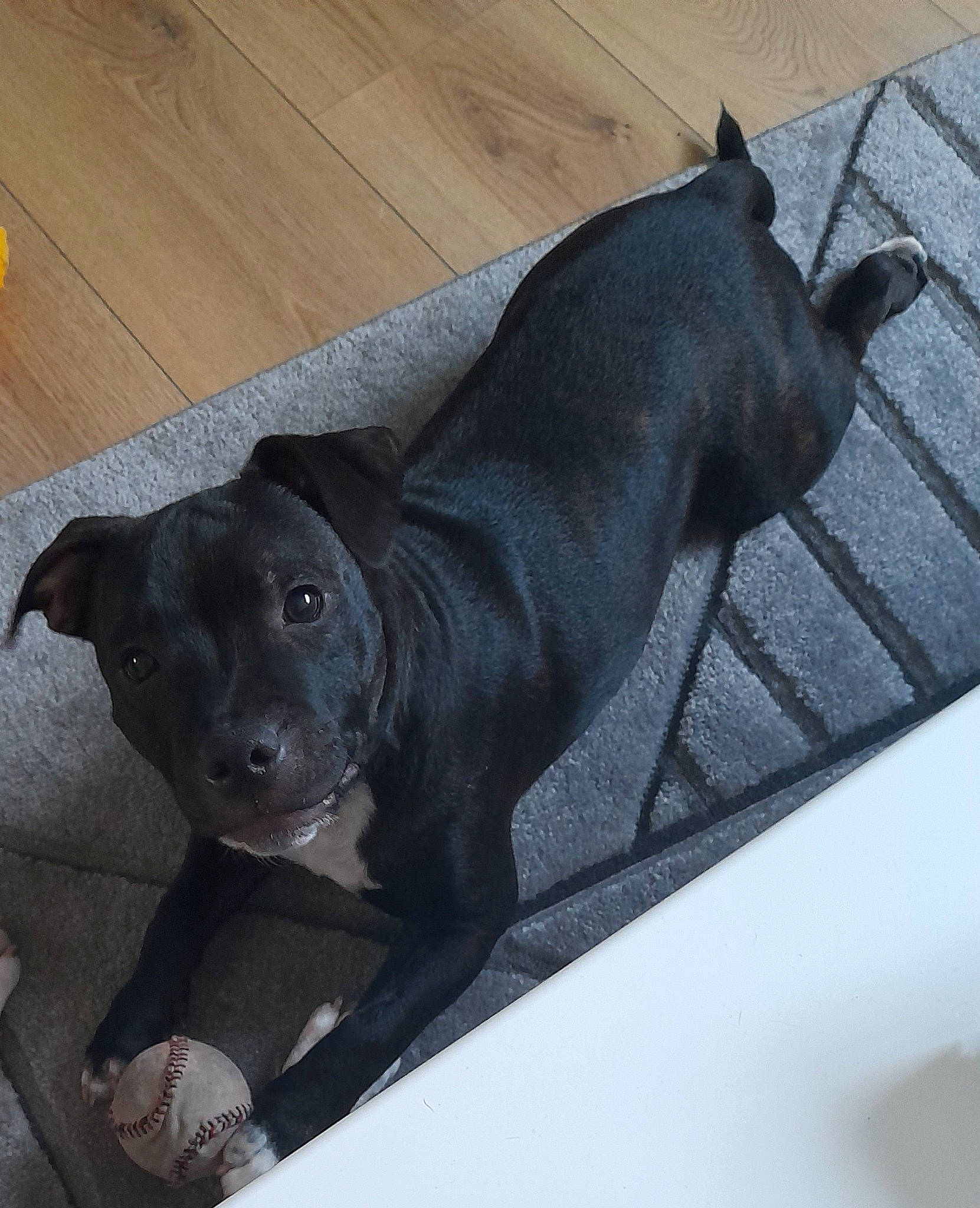 Cesar a rejoint le concours — aidez-le/la à gagner de superbes lots ! borador, canidae, carnivore, companion_dog, dog, dog_breed, dog_collar, flooring, fur, grey, gun_dog, hardwood, liver, metal, non_sporting_group, sporting_group, varnish, wood, wood_flooring, working_animal