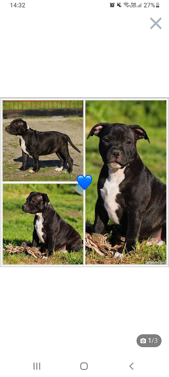 Cesar participe au concours pour gagner de l'argent avec cette photo : canidae, carnivore, collar, companion_dog, dog, dog_breed, dog_collar, fur, grass, mammal, pet_supply, plant, sleeve, snout, sporting_group, terrestrial_animal, tree, vertebrate, working_animal