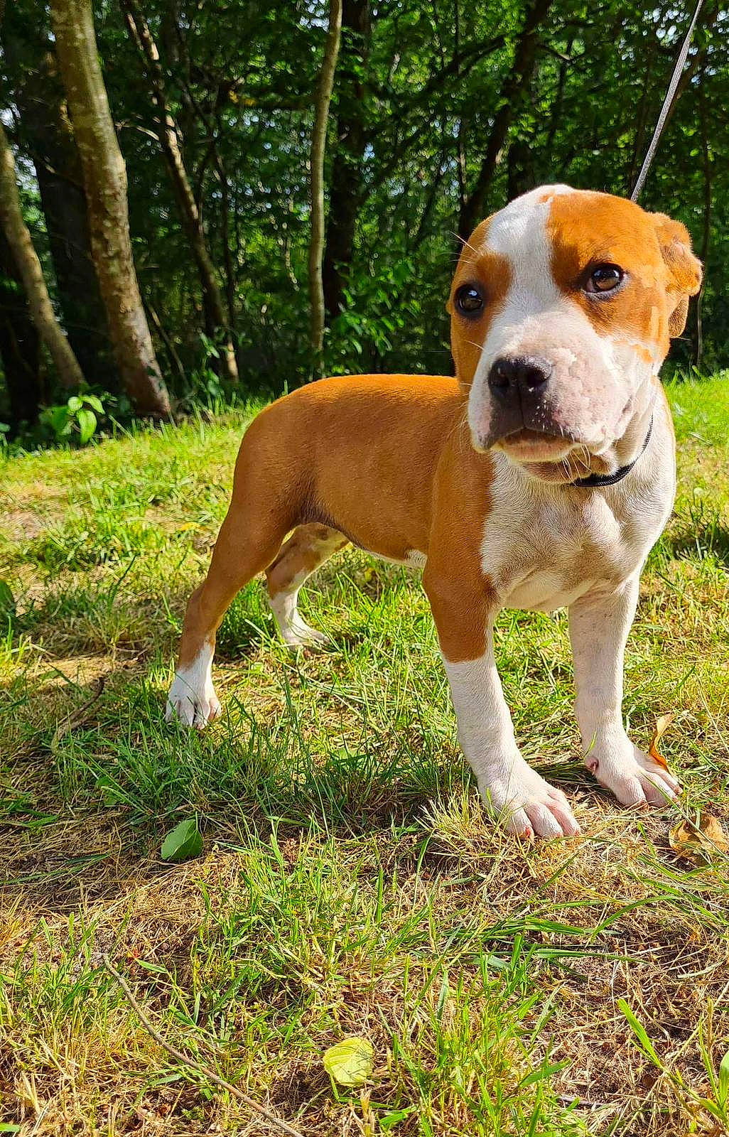 Hayla a rejoint le concours — aidez-le/la à gagner de superbes lots ! ancient_dog_breeds, canidae, carnivore, companion_dog, dog, dog_breed, fawn, grass, hound, hunting_dog, liver, non_sporting_group, plant, sporting_group, tail, terrestrial_animal, tree, whiskers, working_animal, working_dog