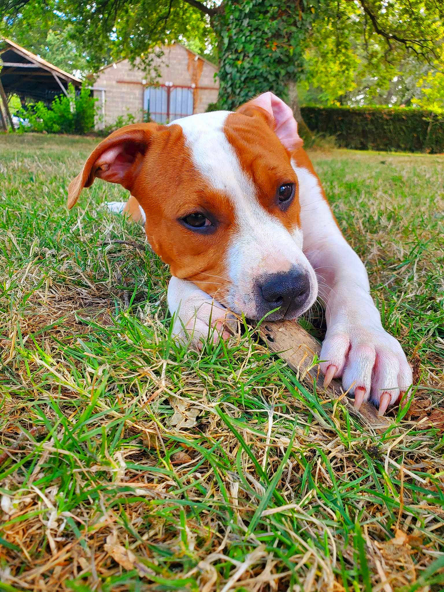 Hayla a rejoint le concours — aidez-le/la à gagner de superbes lots ! canidae, carnivore, companion_dog, dog, dog_breed, fawn, grass, groundcover, non_sporting_group, people_in_nature, plant, puppy, snout, sporting_group, tail, terrestrial_animal, terrier, tree, whiskers, working_animal