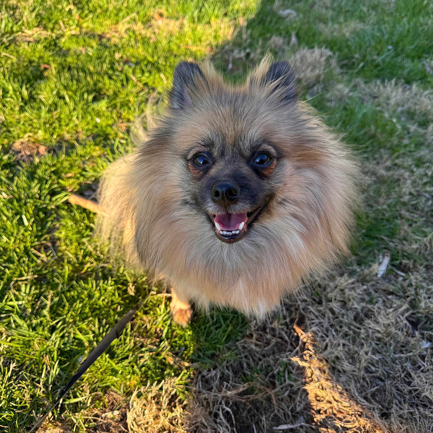 Zeus joined the competition — help win amazing prizes! accessories, affenpinscher, animal, bodypart, canine, dog, field, grass, grassland, lawn, mouth, nature, outdoors, person, pet, plant, puppy, strap, vegetation, yard