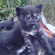 Lindy is registered to the contest to win money with this photo: kittens, cats, tuxedo_cat, black_cat, white_fur, blue_eyes, kitten, animal, pets, feline, closeup, outdoor, garden, grass, plants, portrait, cuddling, multiple_animals, fluffy, curious