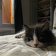 Una participe au concours pour gagner de l'argent avec cette photo : abyssinian, animal, bed, bedroom, blanket, bookcase, cat, closet, cupboard, furniture, hardwood, homedecor, indoors, kitten, linen, manx, pet, room, shelf, wood