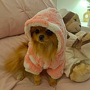 Lotje is registered to the contest to win money with this photo: dog, small_dog, hoodie, pink_clothing, plush_toy, teddy_bear, couch, indoor, pet, fur, cute, soft_texture, seated, animal_clothing, cozy, furniture, living_room, brown_fur, stuffed_animal, portrait