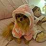 dog, small_dog, hoodie, pink_clothing, plush_toy, teddy_bear, couch, indoor, pet, fur, cute, soft_texture, seated, animal_clothing, cozy, furniture, living_room, brown_fur, stuffed_animal, portrait