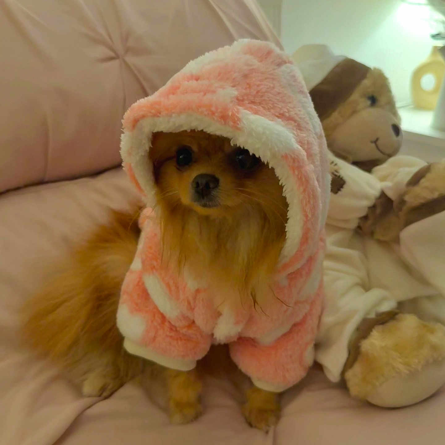 Lotje is registered to the contest to win money with this photo: dog, small_dog, hoodie, pink_clothing, plush_toy, teddy_bear, couch, indoor, pet, fur, cute, soft_texture, seated, animal_clothing, cozy, furniture, living_room, brown_fur, stuffed_animal, portrait