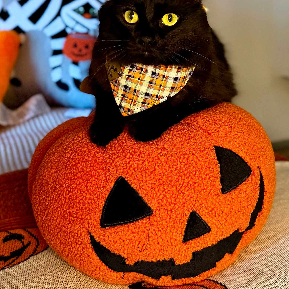 Toulouse joined the competition — help win amazing prizes! black_cat, yellow_eyes, plaid_bandana, plush_pumpkin, jack_o_lantern_face, halloween, pumpkin_pattern, blanket, decor, indoor, cozy, cute, pet, animal, feline, orange, black, soft_texture, holiday, festive