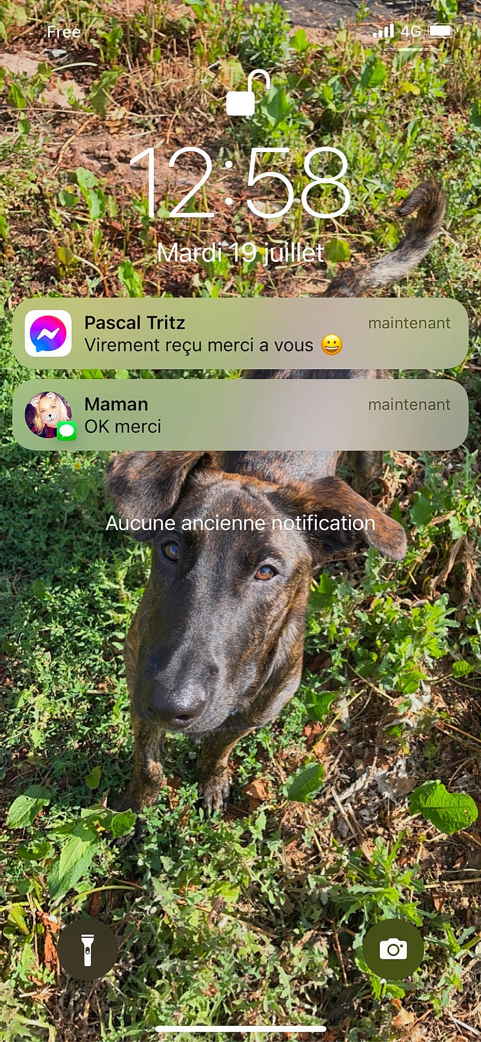 Blue participe au concours pour gagner de l'argent avec cette photo : adaptation, biome, dog_breed, font, forest, grass, grass_family, grassland, groundcover, landscape, natural_environment, natural_landscape, organism, plant, plant_community, shrub, snout, terrestrial_animal, terrestrial_plant, working_animal