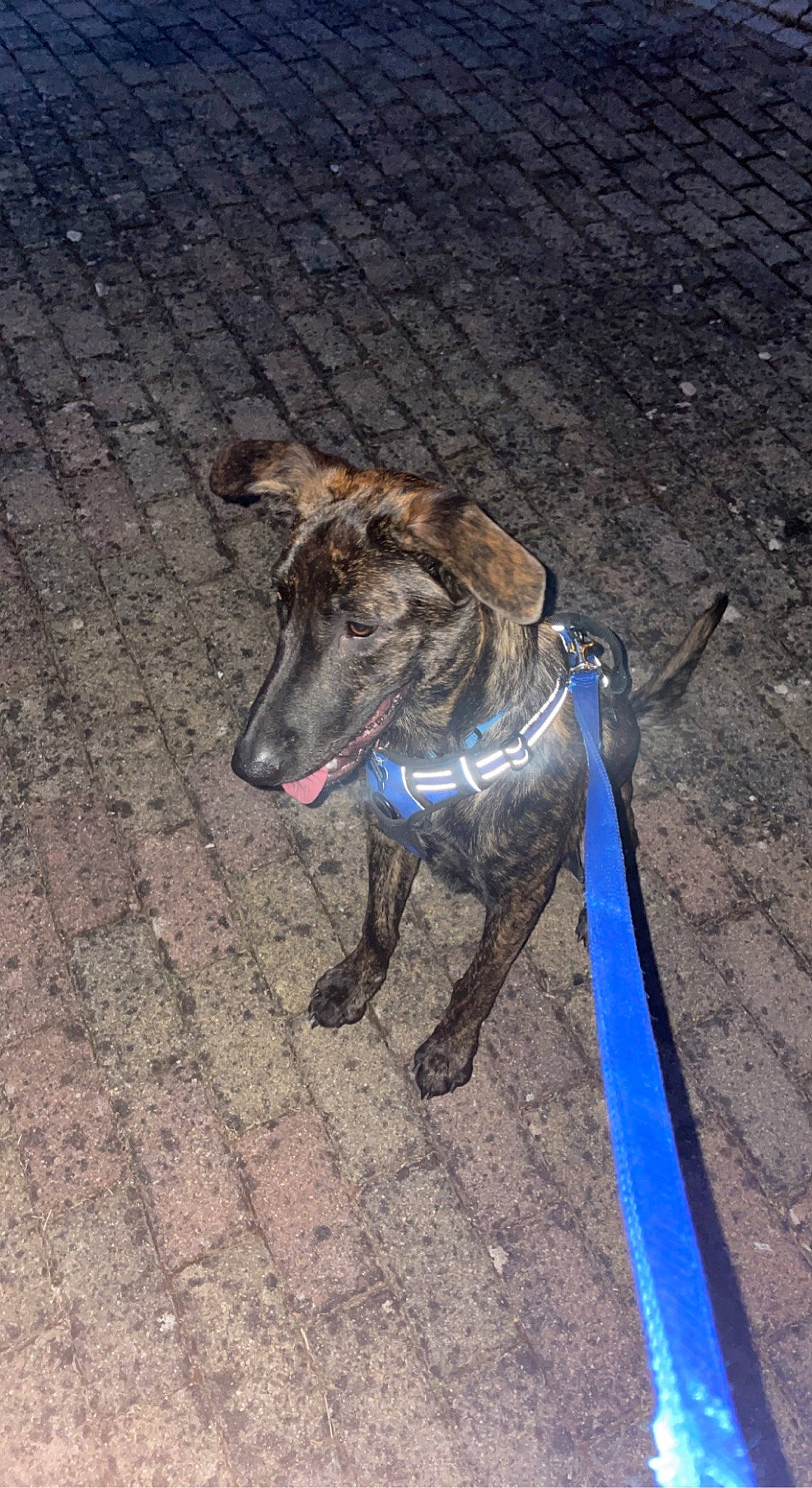 Blue participe au concours pour gagner de l'argent avec cette photo : carnivore, collar, dog, dog_breed, dog_collar, dog_supply, electric_blue, fashion_accessory, fawn, leash, pet_supply, rampur_greyhound, road_surface, sighthound, snout, sporting_group, tail, terrestrial_animal, wood, working_animal