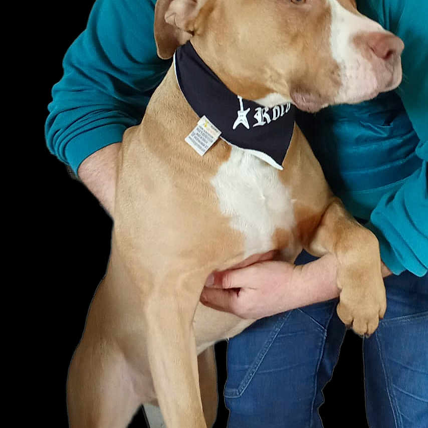 Thaiko a rejoint le concours — aidez-le/la à gagner de superbes lots ! accessories, animal, boxer, bulldog, canine, clothing, collar, dog, formalwear, greatdane, hound, labradorretriever, pants, pet, pitbull, pointer, puppy, snout, strap, tie