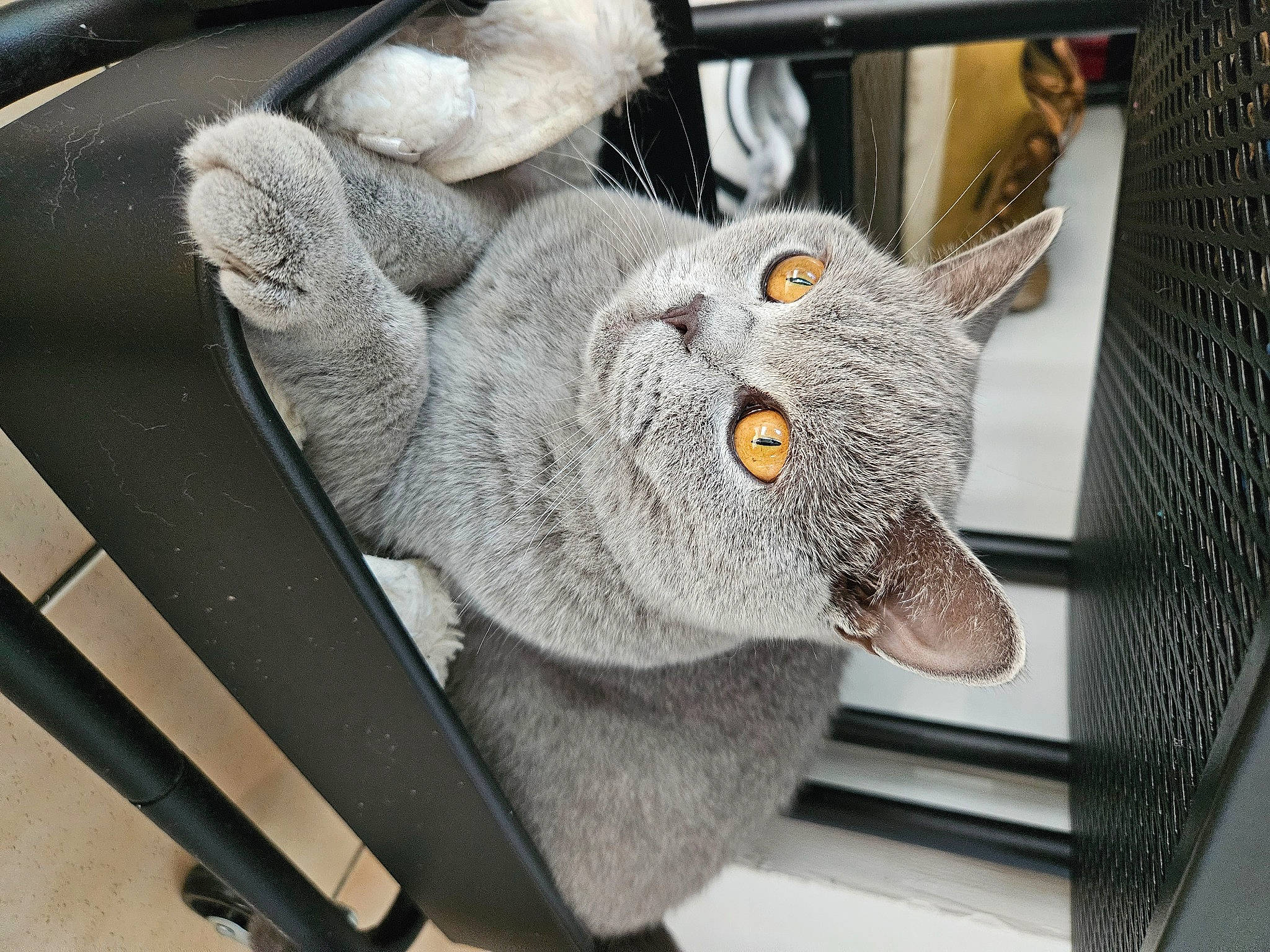 Themis participe au concours pour gagner de l'argent avec cette photo : auto_part, automotive_wheel_system, carnivore, cat, domestic_short_haired_cat, felidae, fur, grey, metal, motor_vehicle, plant, rim, russian_blue, small_to_medium_sized_cats, snout, steering_wheel, stuffed_toy, whiskers, window, windshield