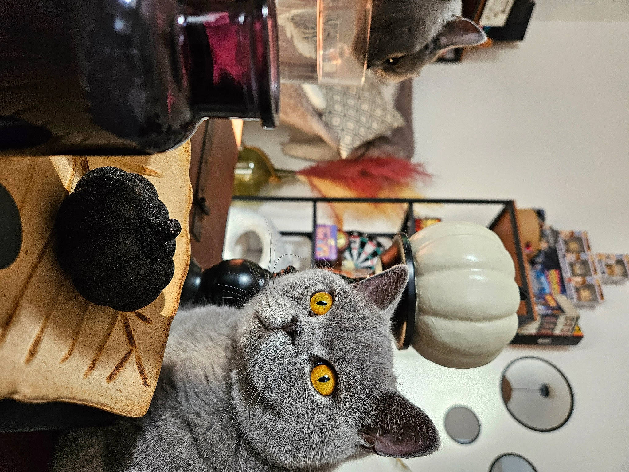 Thor participe au concours pour gagner de l'argent avec cette photo : art, audio_equipment, desk, ear, eyewear, fashion_accessory, felidae, fur, gadget, grey, headgear, plush, room, small_to_medium_sized_cats, snout, stuffed_toy, table, toy, whiskers, wool