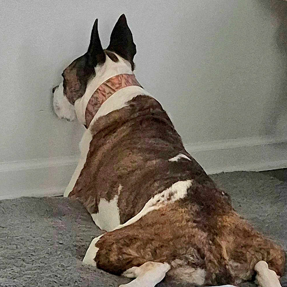 Cleo is registered to the contest to win money with this photo: animal, back_view, brindle, canine, collar, companion, dog, ears, floor, fur, home, indoor, lying_down, pet, quiet, relaxed, resting, rug, wall, white