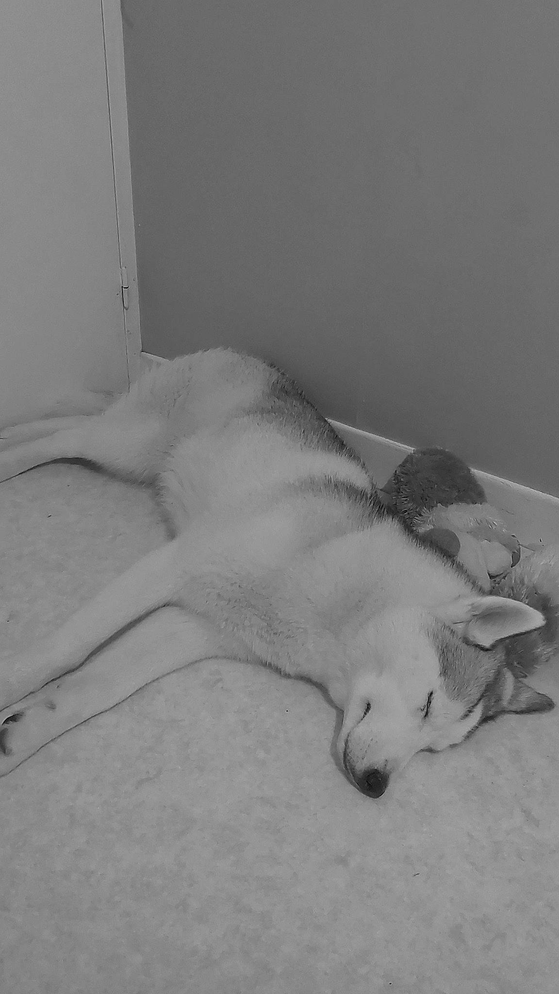 Tatonga a rejoint le concours — aidez-le/la à gagner de superbes lots ! canidae, carnivore, comfort, companion_dog, dog, dog_breed, felidae, fur, monochrome, monochrome_photography, paw, retriever, room, small_to_medium_sized_cats, snout, sporting_group, tail, terrestrial_animal, whiskers, working_animal