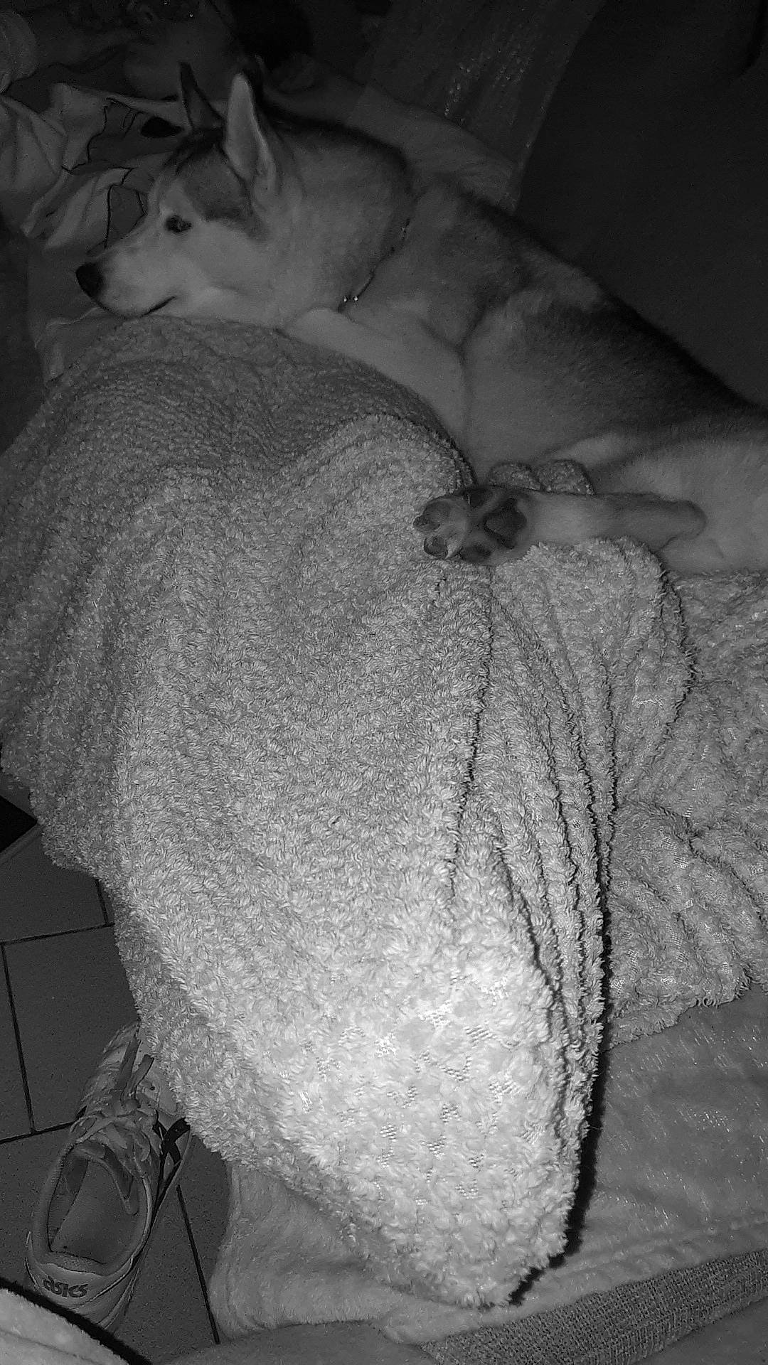 Tatonga a rejoint le concours — aidez-le/la à gagner de superbes lots ! abdomen, black, carnivore, chest, comfort, companion_dog, couch, dog, grey, hand, human_body, human_leg, jewellery, leg, linens, monochrome, monochrome_photography, pattern, trunk, wool