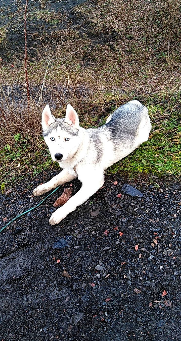Tatonga participe au concours pour gagner de l'argent avec cette photo : asphalt, carnivore, cat, companion_dog, dog_breed, domestic_short_haired_cat, fawn, felidae, fur, grass, road_surface, shadow, small_to_medium_sized_cats, snout, soil, sporting_group, tail, terrestrial_animal, whiskers, wildlife
