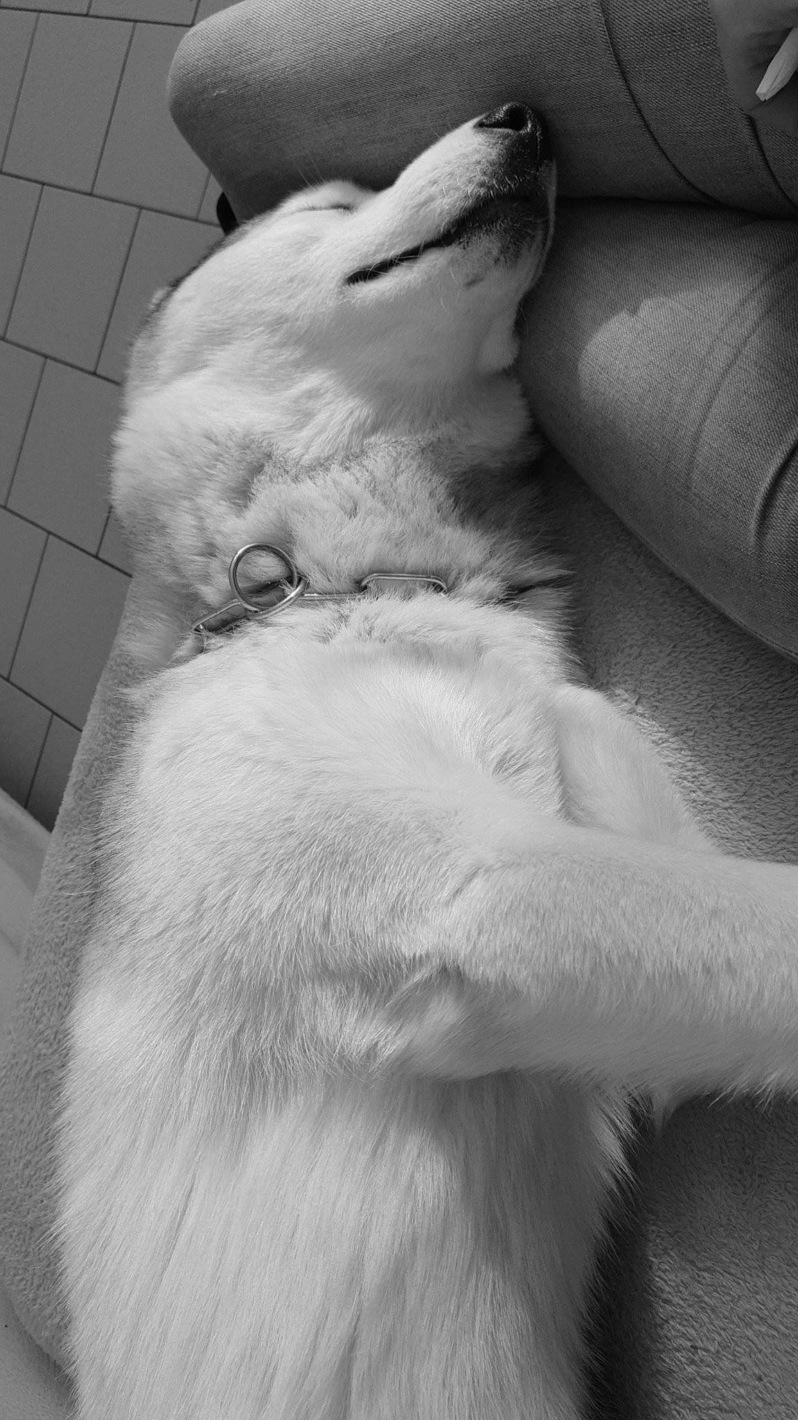 Tatonga participe au concours pour gagner de l'argent avec cette photo : carnivore, claw, comfort, companion_dog, dog, dog_breed, felidae, foot, fur, gesture, grey, human_leg, monochrome, monochrome_photography, paw, sitting, small_to_medium_sized_cats, sporting_group, tail, whiskers