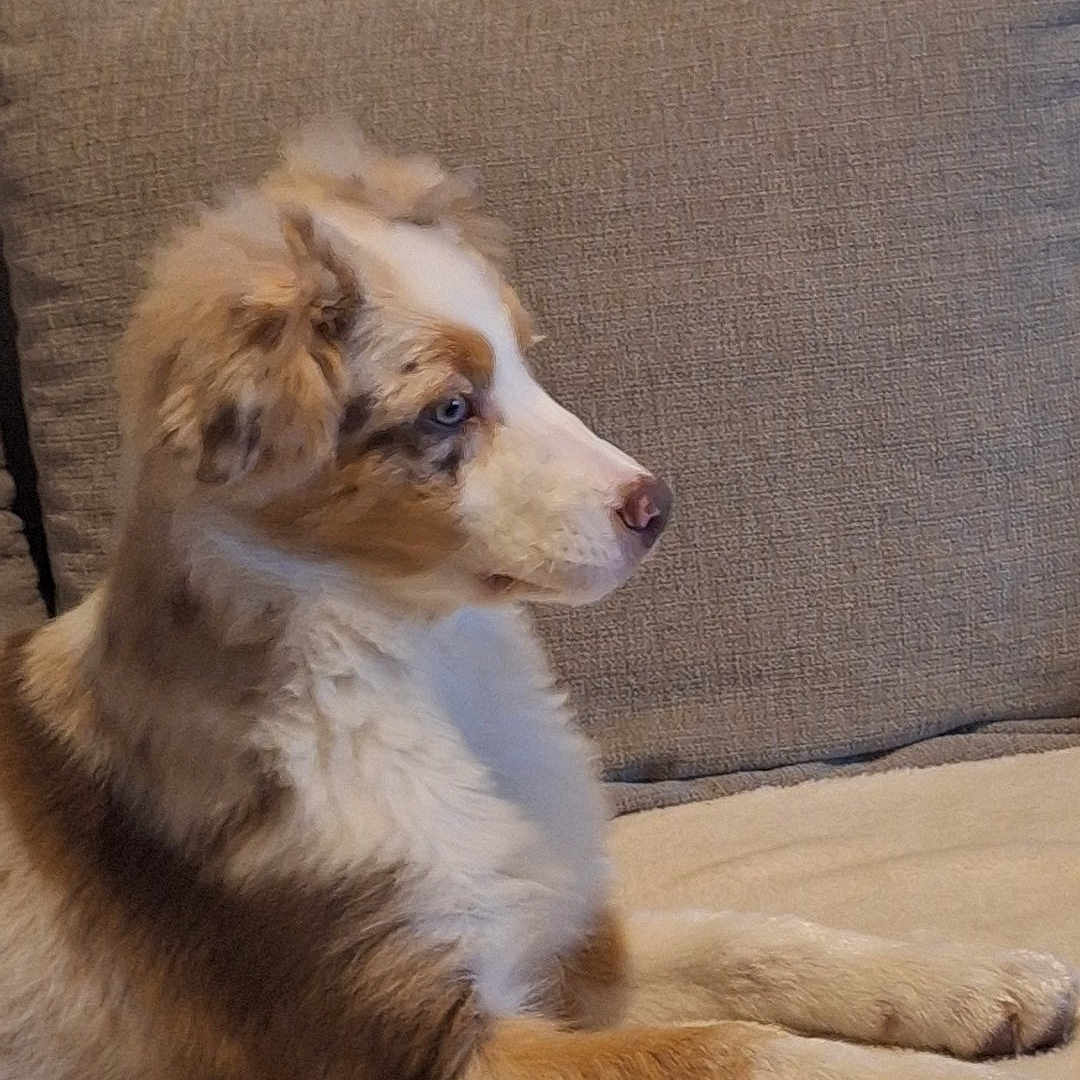 Youky a rejoint le concours — aidez-le/la à gagner de superbes lots ! alert, animal, beige, canine, companion, couch, cute, dog, domestic, ears, fluffy, fur, indoor, nose, paws, pet, puppy, relaxed, side_view, sitting