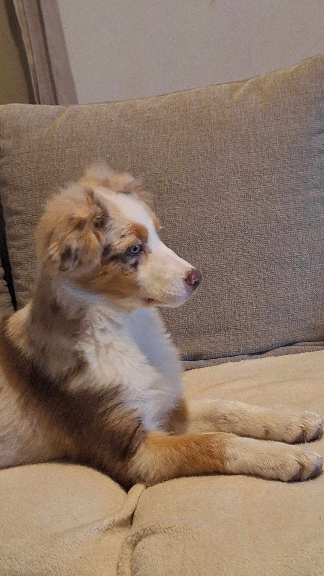 Youky a rejoint le concours — aidez-le/la à gagner de superbes lots ! dog, puppy, couch, beige, fur, pet, indoor, side_view, relaxed, animal, canine, fluffy, ears, nose, paws, sitting, domestic, companion, cute, alert