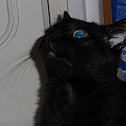 Sumba participe au concours pour gagner de l'argent avec cette photo :