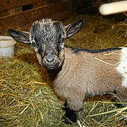 Laika a rejoint le concours — aidez-le/la à gagner de superbes lots ! cow_goat_family, fawn, feral_goat, fur, goat, goat_antelope, goats, grass, hay, livestock, mammal, snout, straw, vertebrate, wildlife