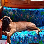 Odin participe au concours pour gagner de l'argent avec cette photo : boxer, bullmastiff, canidae, carnivore, dog, dog_bed, dog_breed, fawn, korean_mastiff, mammal, sporting_group, vertebrate