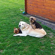 Booba a rejoint le concours — aidez-le/la à gagner de superbes lots ! anatolian_shepherd_dog, backyard, canidae, carnivore, central_asian_shepherd_dog, companion_dog, dog, dog_breed, fawn, golden_retriever, grass, labrador_retriever, lawn, livestock_guardian_dog, mammal, plant, retriever, sporting_group, vertebrate