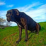 animal, black_dog, blue_sky, cat, clouds, daytime, dog, field, fur, grass, hill, landscape, leaves, mammal, nature, outdoor, pet, sitting, sunlight, tree