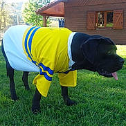 Louloute participe au concours pour gagner de l'argent avec cette photo : animal, black_dog, canine, daylight, dog, grass, lawn, nature, outdoor, pet, playful, shirt, sportswear, summer, sunny, tongue_out, trees, white_jersey, wooden_cabin, yellow_jersey
