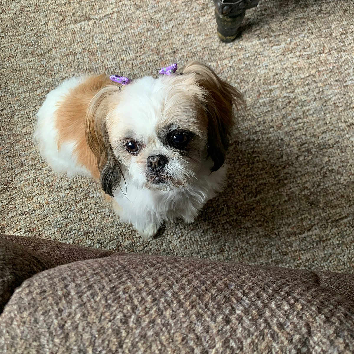 Piper is registered to the contest to win money with this photo: affenpinscher, animal, architecture, building, canine, chair, cockerspaniel, couch, cushion, dog, furniture, homedecor, hound, indoors, papillon, pet, poodle, puppy, terrier, whitedog