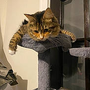 Pricilla is registered to the contest to win money with this photo: cat, tabby, cat_tree, whiskers, paws, fur, indoor, window_frame, perch, pet, resting, muzzle, ears, domestic_animal, soft_lighting, tissue_paper, furniture, portrait, striped, relaxed