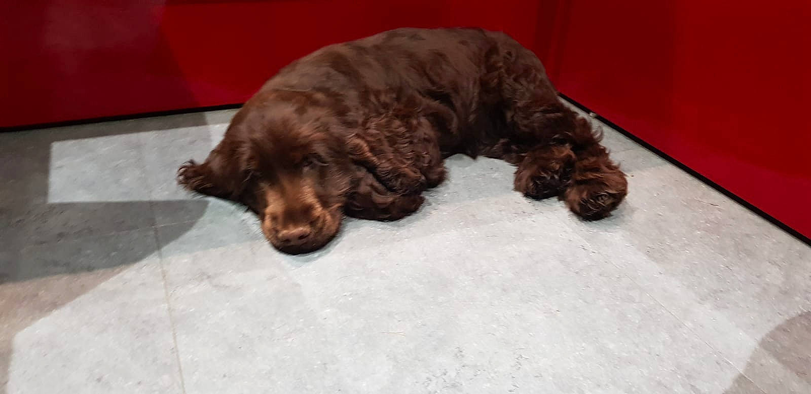 Plume participe au concours pour gagner de l'argent avec cette photo : american_cocker_spaniel, american_water_spaniel, boykin_spaniel, brown, canidae, carnivore, cocker_spaniel, companion_dog, dog, dog_breed, english_cocker_spaniel, field_spaniel, german_spaniel, liver, mammal, puppy, snout, spaniel, sporting_group, sussex_spaniel