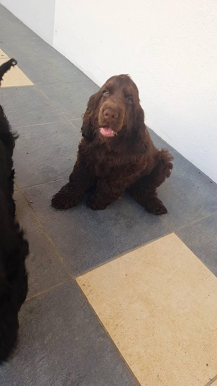 Plume participe au concours pour gagner de l'argent avec cette photo : american_cocker_spaniel, american_water_spaniel, boykin_spaniel, canidae, carnivore, companion_dog, dog, dog_breed, field_spaniel, mammal, newfoundland, spaniel, sporting_group, sussex_spaniel, vertebrate