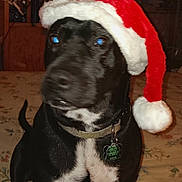 Duke is registered to the contest to win money with this photo: animal, bedspread, black_dog, blue_eyes, blur, christmas, collar, cute, dog, domestic, festive, flash, holiday, indoor, mammal, pet, portrait, santa_hat, sitting, tag