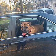 Princess Ivy joined the competition — help win amazing prizes! animal, backseat, black_car, canine, car, collar, daytime, dog, happy, house, outdoor, parking, pet, reflection, suburban, sunlight, tongue_out, trees, vehicle, window