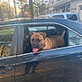 animal, backseat, black_car, canine, car, collar, daytime, dog, happy, house, outdoor, parking, pet, reflection, suburban, sunlight, tongue_out, trees, vehicle, window