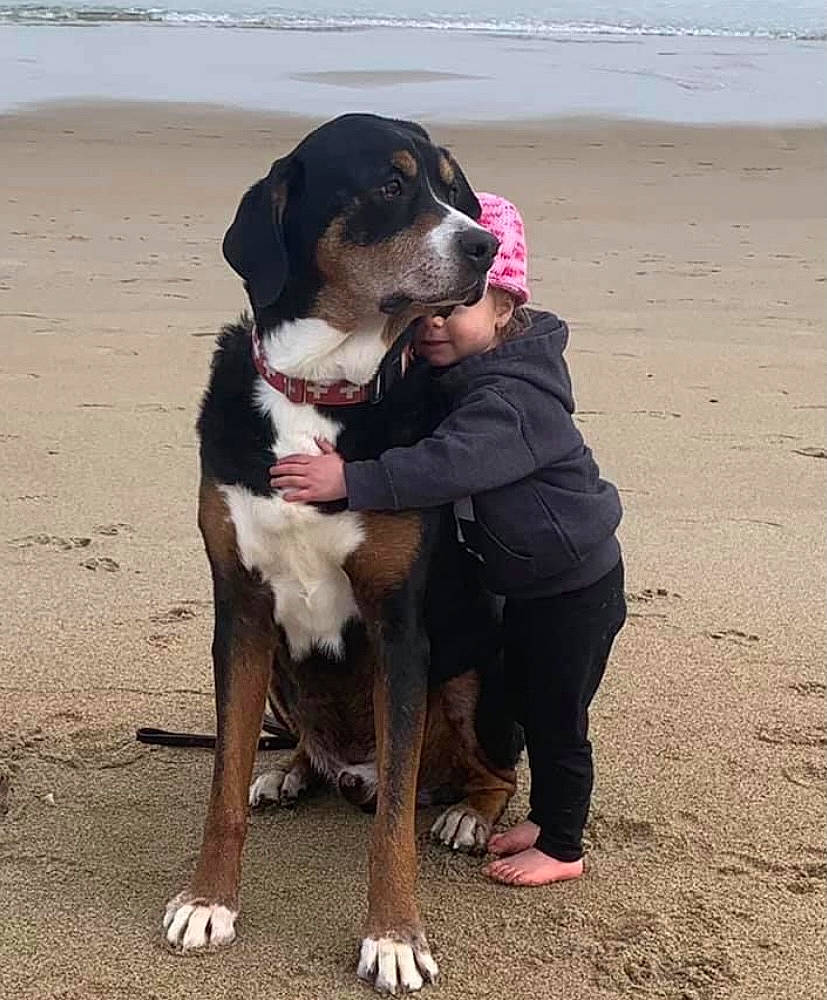 Fenway is registered to the contest to win money with this photo: beach, canidae, carnivore, companion_dog, dog, dog_breed, flip_flops, foot, fun, fur, hunting_dog, non_sporting_group, ocean, sand, sandal, sporting_group, walking, water, working_animal, working_dog