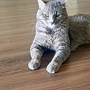 Milo joined the competition — help win amazing prizes! cat, gray_cat, feline, pet, animal, lounging, lying_down, front_paws, whiskers, ears, yellow_eyes, fur, short_hair, wooden_floor, indoors, home, portrait, close_up, relaxed, funny_expression