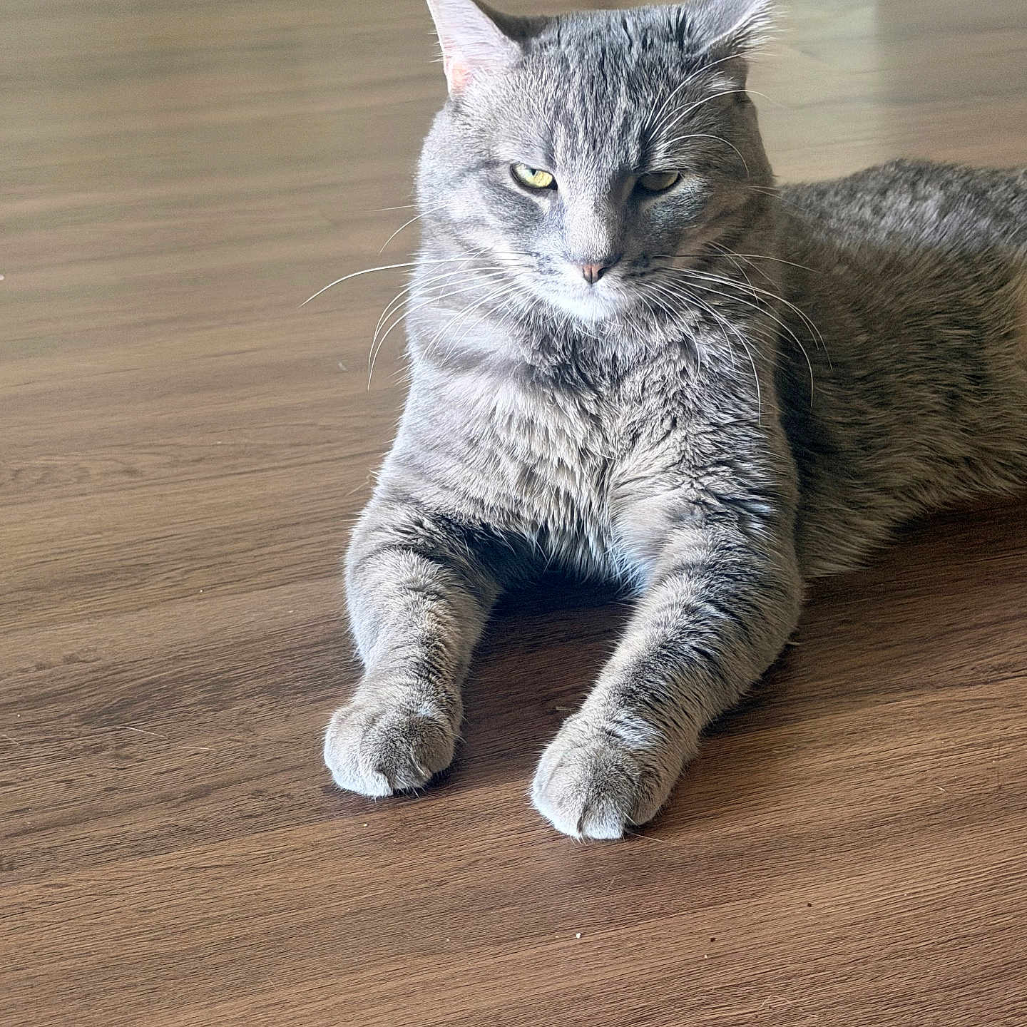 Milo