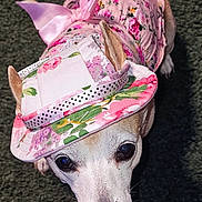 Nola joined the competition — help win amazing prizes! dog, small_dog, pet, animal, clothing, hat, floral_pattern, pink, costume, cute, looking_up, ears, face, carpet, indoor, portrait, adorable, fashion, accessory, costumed_pet