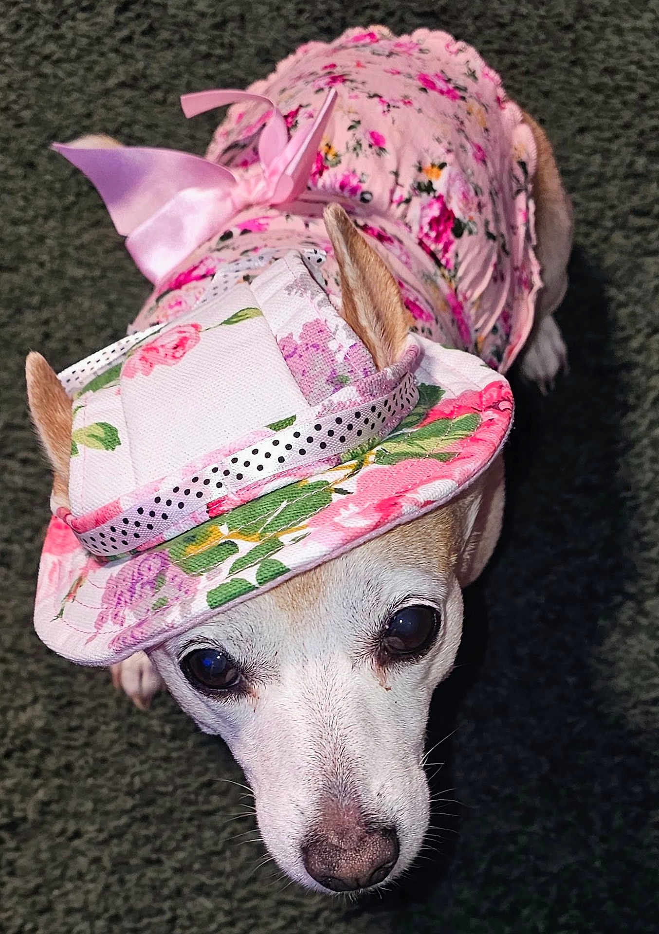 Nola joined the competition — help win amazing prizes! dog, small_dog, pet, animal, clothing, hat, floral_pattern, pink, costume, cute, looking_up, ears, face, carpet, indoor, portrait, adorable, fashion, accessory, costumed_pet