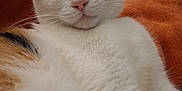 Meepers is registered to the contest to win money with this photo: cat, calico, sleeping, close_up, fur, pet, indoor, blanket, orange, white, black, pink_nose, relaxed, cozy, animal, mammal, whiskers, ears, face, resting