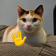 Meepers joined the competition — help win amazing prizes! cat, calico, pet, animal, indoor, blanket, texture, fur, whiskers, ears, face, curious, resting, cozy, gray, yellow_emoji, hand_emoji, cute, domestic, feline