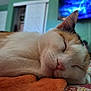 Meepers is registered to the contest to win money with this photo: cat, calico_cat, sleeping, close_up, indoor, blanket, orange_blanket, whiskers, pink_nose, bedroom, quilt, feline, relaxation, resting, fur, ears, nose, home, comfort, pet