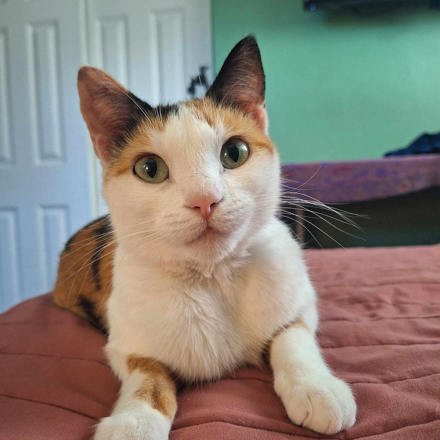 Meepers joined the competition — help win amazing prizes! bed, calico, cat, closeup, curious, domestic_animal, ears, feline, fur, green_eyes, home, indoor, mammal, nose, paws, pet, quilt, relaxed, resting, whiskers