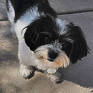 Jude is registered to the contest to win money with this photo: adorable, animal, black_and_white, canine, collar, companion, concrete, cute, dog, ears, fluffy, fur, looking_up, outdoor, paw, pet, portrait, small_dog, sunlight, tag