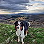 animal, canine, cloud, cockerspaniel, collie, countryside, dog, field, grass, grassland, nature, outdoors, pet, plant, puppy, rock, sky, soil, vegetation, wilderness