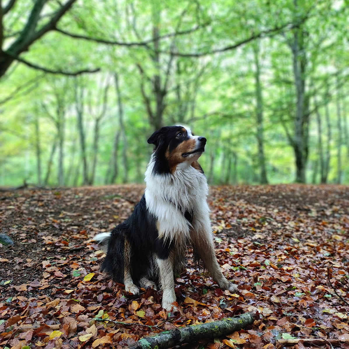 Taïgo participe au concours pour gagner de l'argent avec cette photo : animal, canine, collie, dog, grass, grove, jungle, land, leaf, nature, outdoors, pet, plant, puppy, rainforest, soil, tree, vegetation, wilderness, woodland
