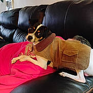 Rocky is registered to the contest to win money with this photo: dog, pet, jacket, couch, leather, person, clothing, indoor, relaxing, resting, black, pink, fur, small_dog, companion, cozy, casual, home, portrait, curious