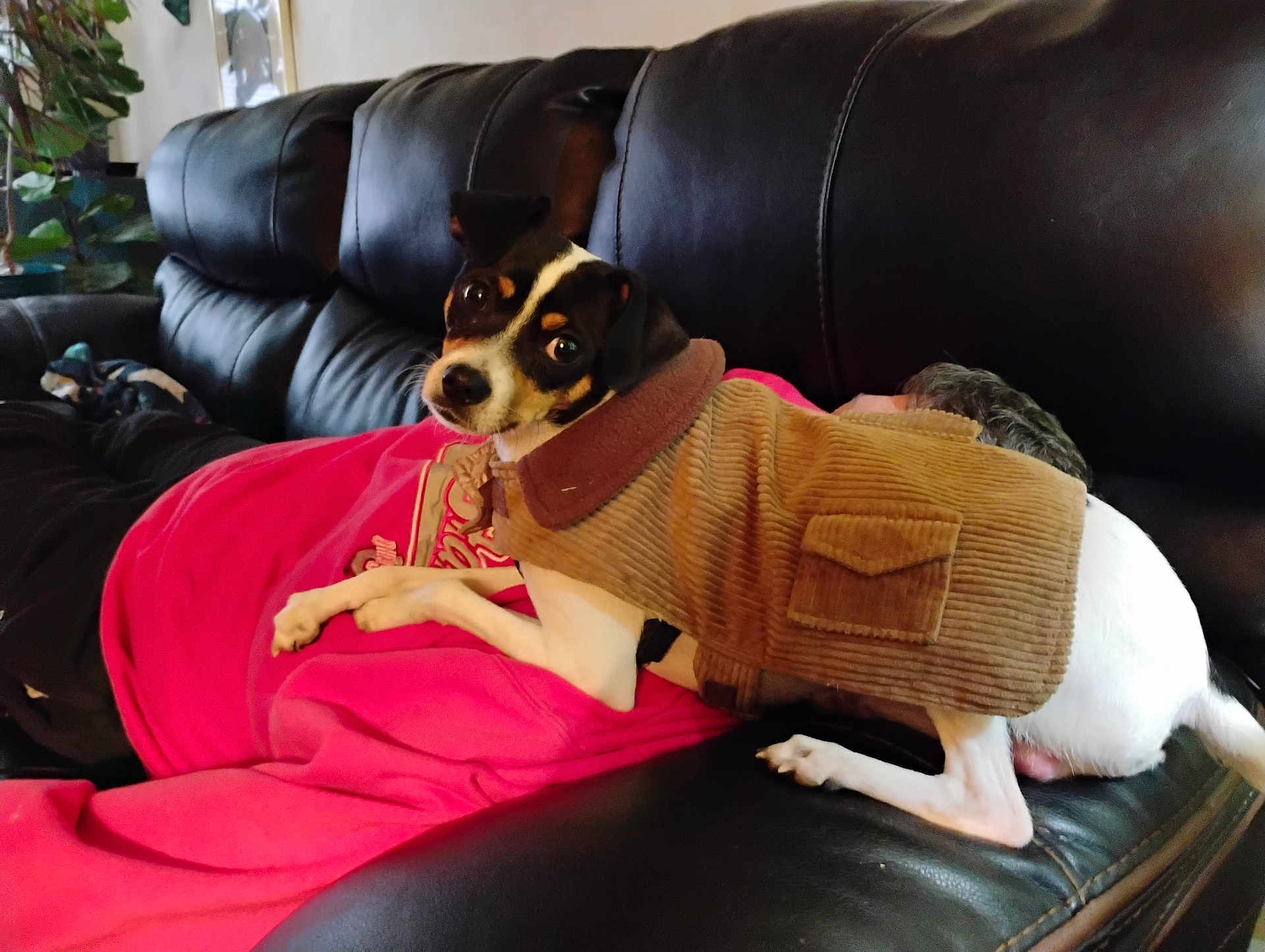 Rocky is registered to the contest to win money with this photo: dog, pet, jacket, couch, leather, person, clothing, indoor, relaxing, resting, black, pink, fur, small_dog, companion, cozy, casual, home, portrait, curious